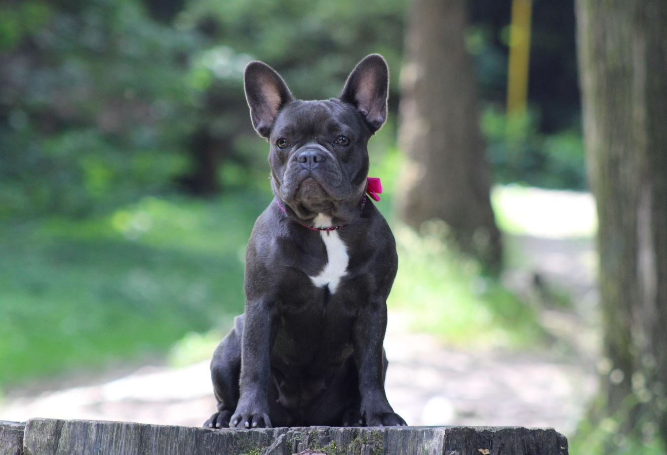 בולדוג צרפתי – French Bulldog
