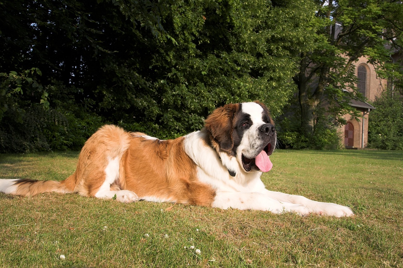 סן ברנרד – Saint Bernard