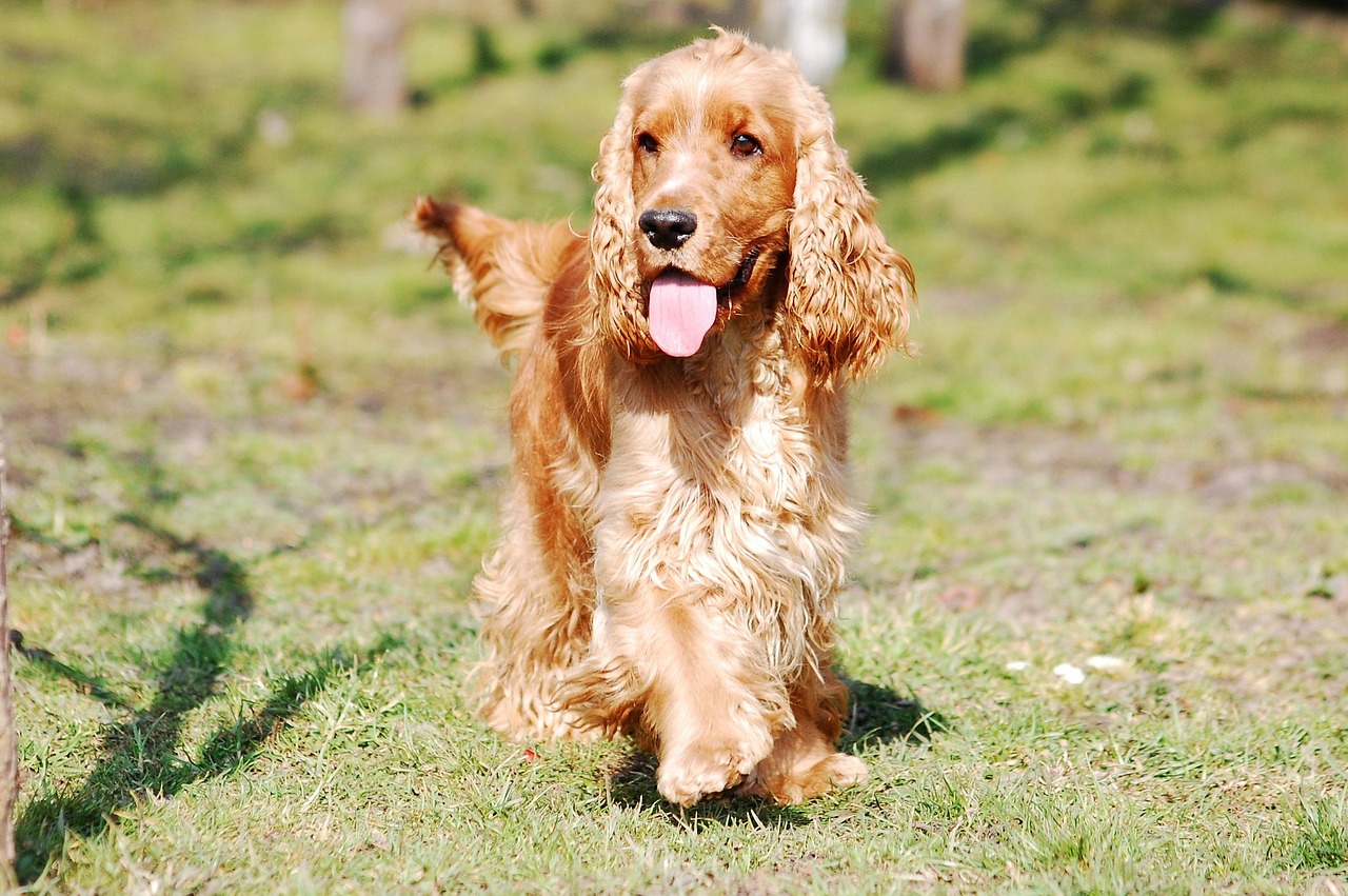 קוקר ספניאל – Cocker Spaniel
