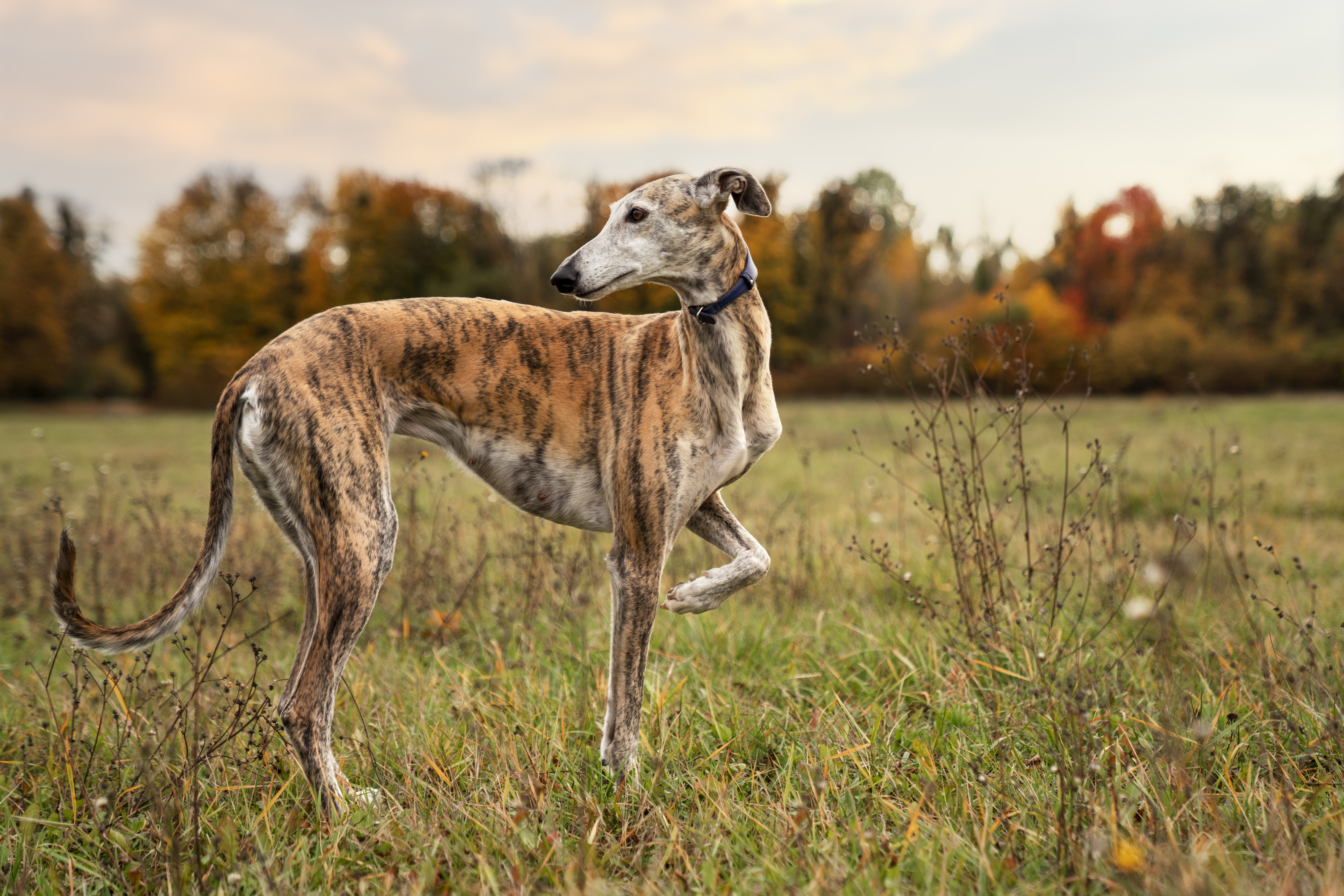 גרייהאונד הונגרי – Hungarian Greyhound
