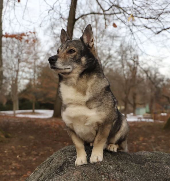ואלהונד שוודי – Swedish Vallhund