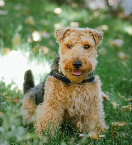 טרייר וולשי – Welsh Terrier