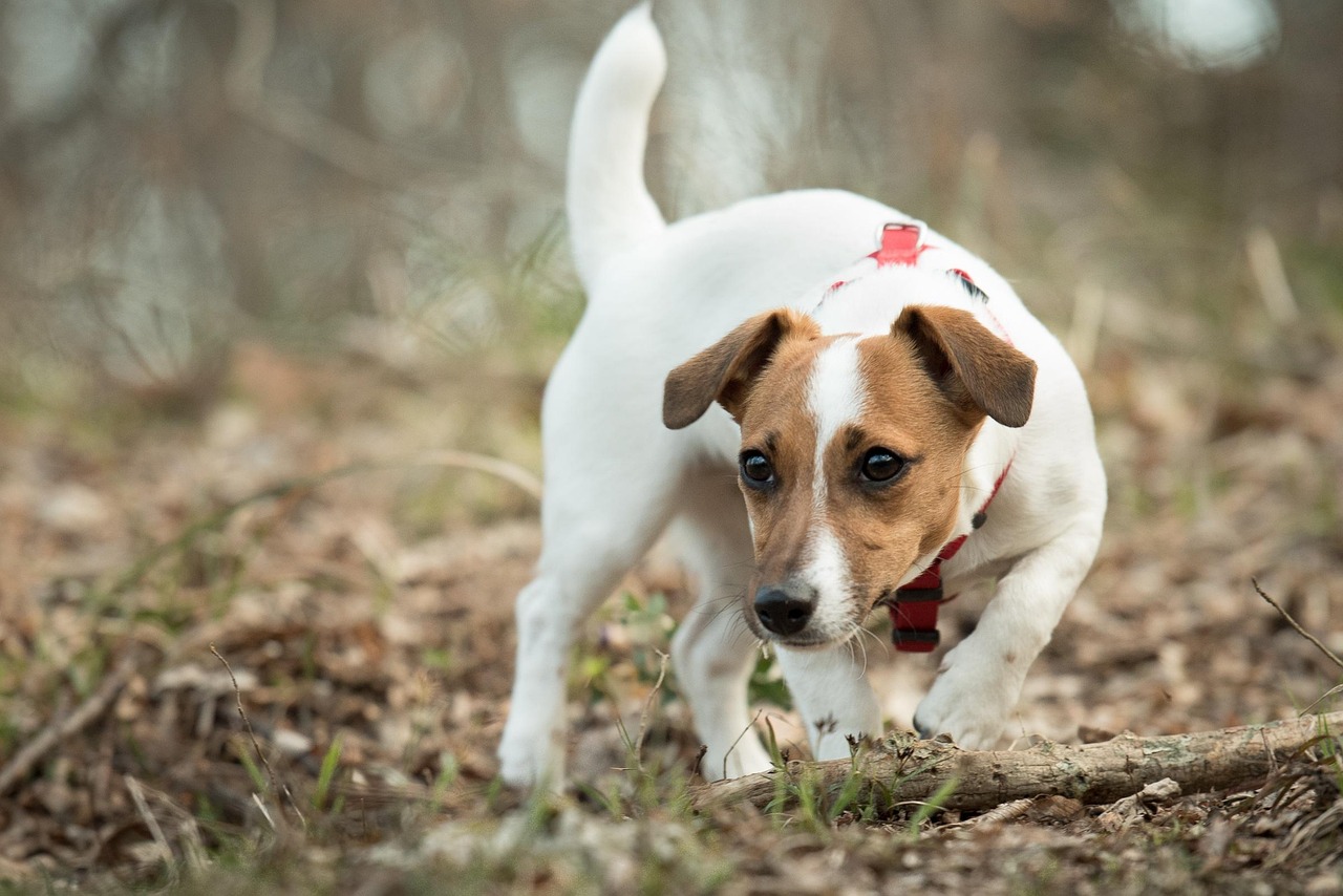 ג'ק ראסל טרייר – Jack Russell Terrier