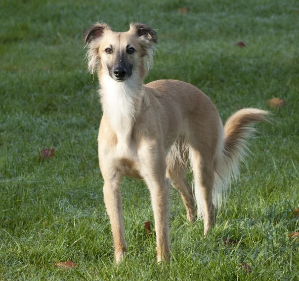 וויפט ארוך שיער – Longhaired Whippet