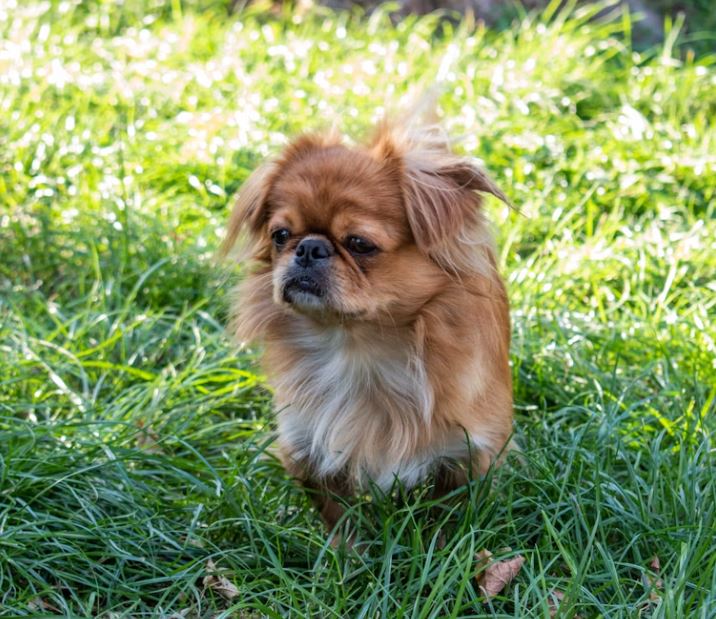 ספניאל טיבטי – Tibetan Spaniel