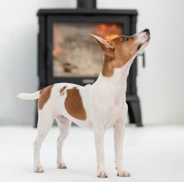 טנטרפילד טרייר – Tenterfield Terrier