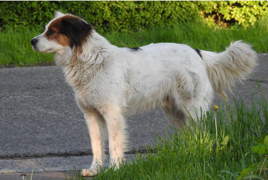 טורנז'אק – Bosnian And Herzegovinian - Croatian Shepherd Dog