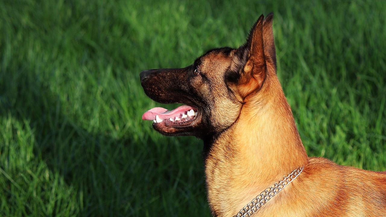 רועה בלגי מלינואה – Belgian Shepherd Dog (Malinois)