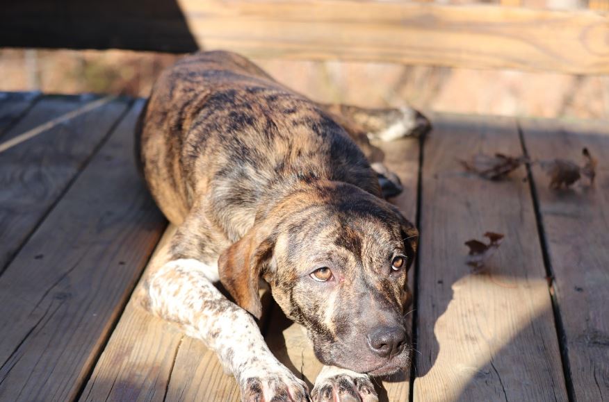 טרינג טנסי ברינדל – Treeing Tennessee Brindle
