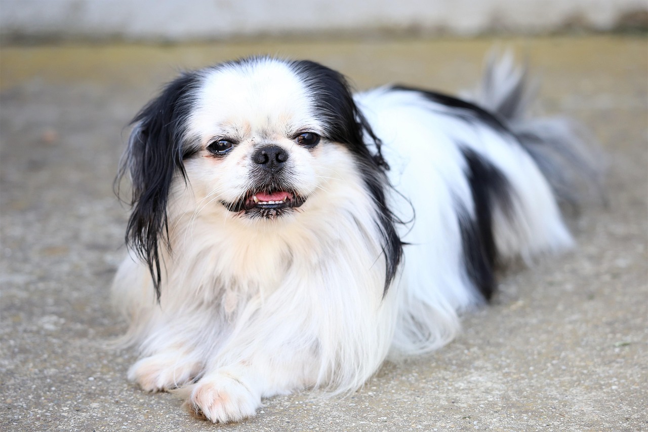 צ'ין יפני – Japanese Chin