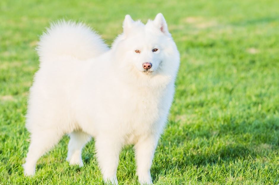 שפיץ יפני – Japanese Spitz