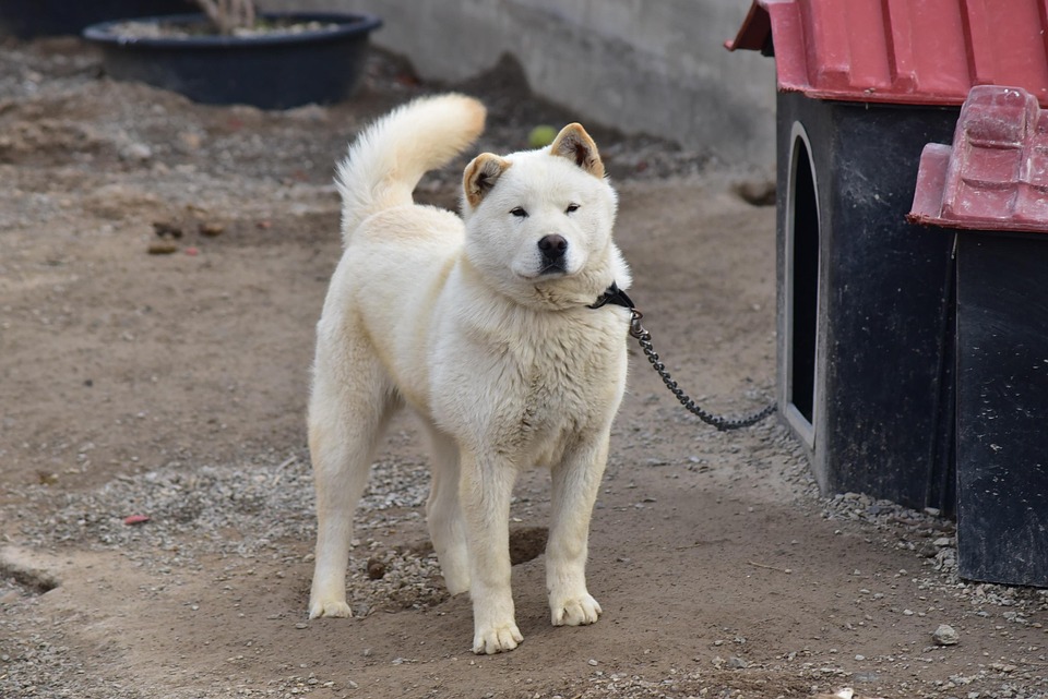 ג'ינדו קוריאני – Jindo