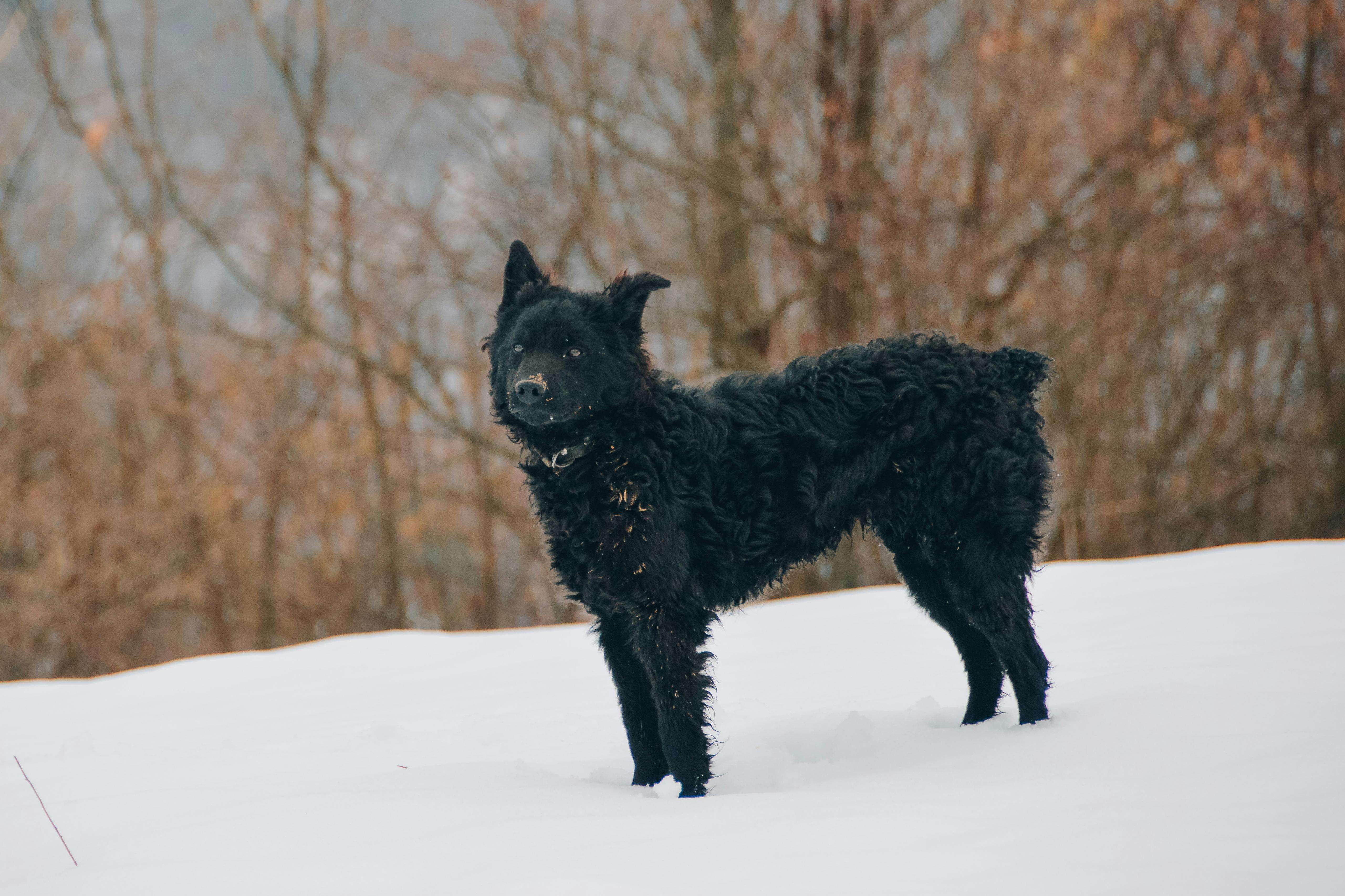 כלב רועים קרואטי – Croatian Shepherd Dog