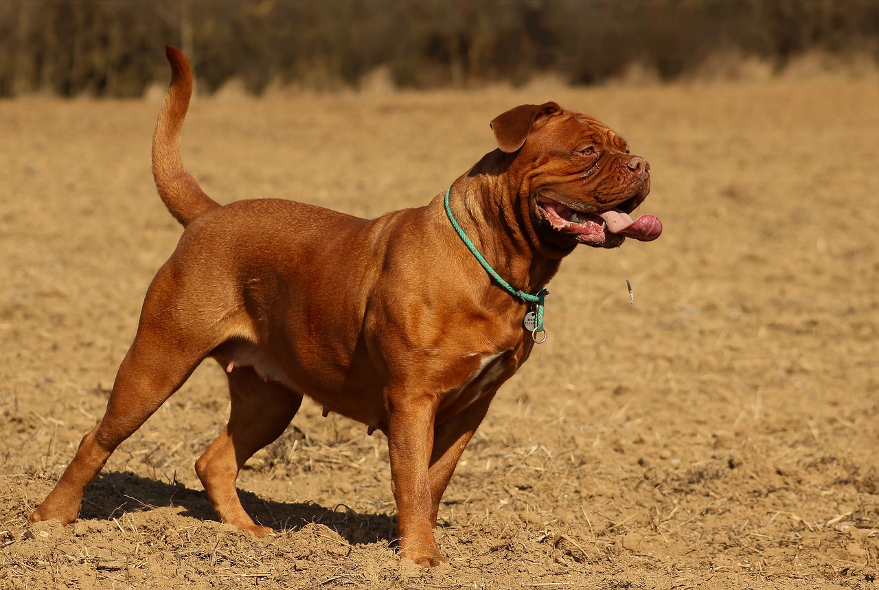 דוג דה בורדו – Dogue De Bordeaux