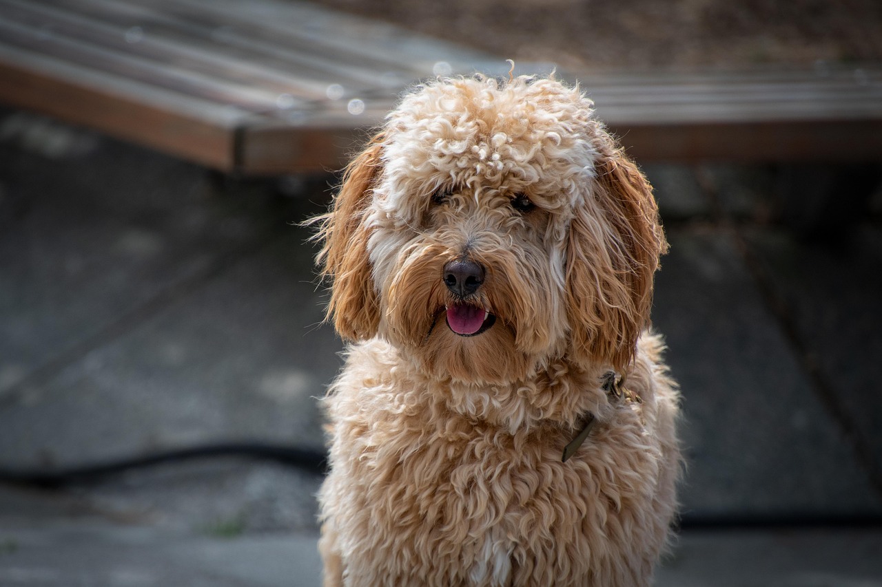 לברדודל – Labradoodle