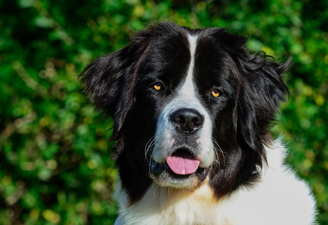 לנדסיר – Landseer (European Continental Type)