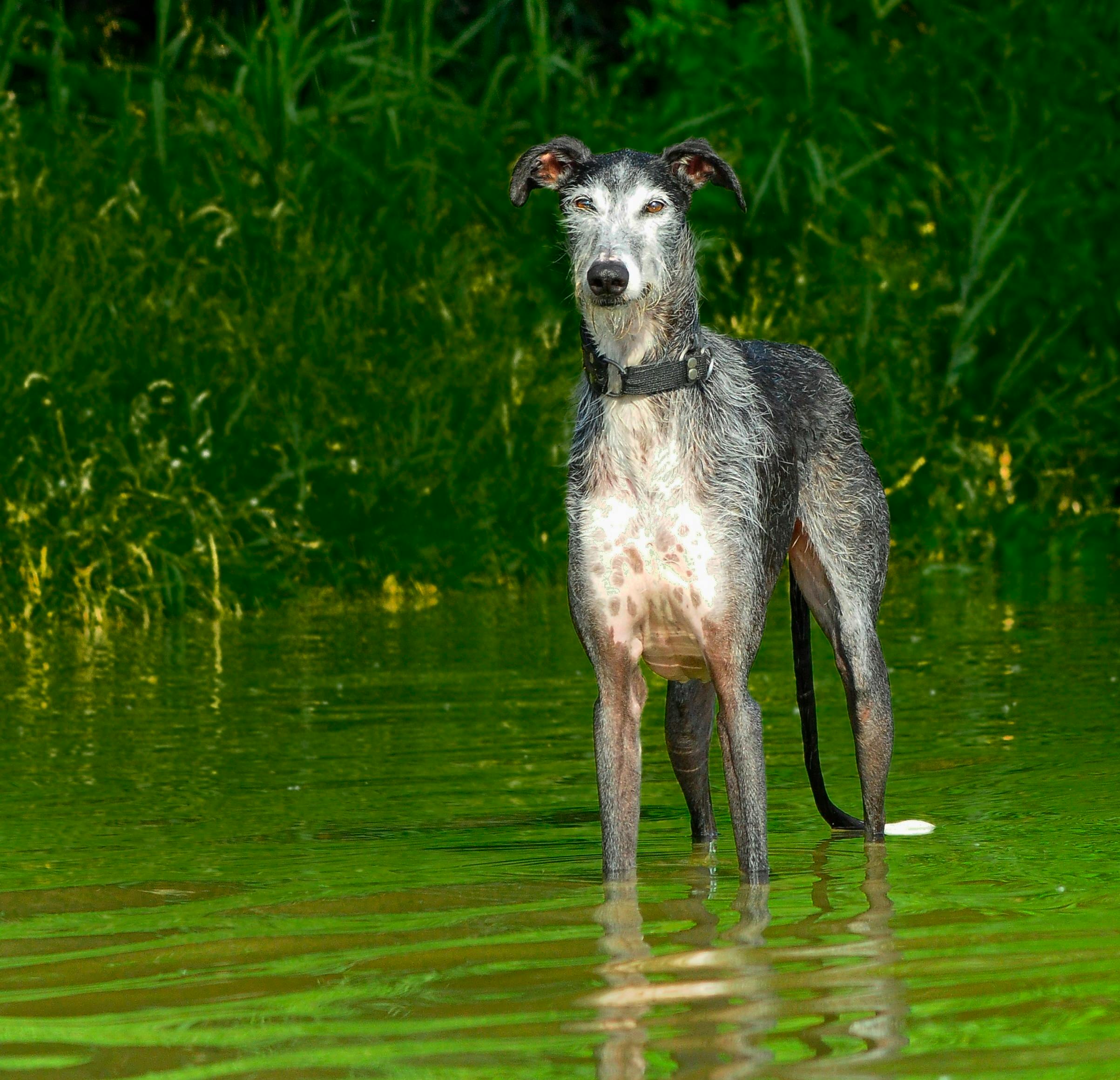 לרצ'ר – Lurcher