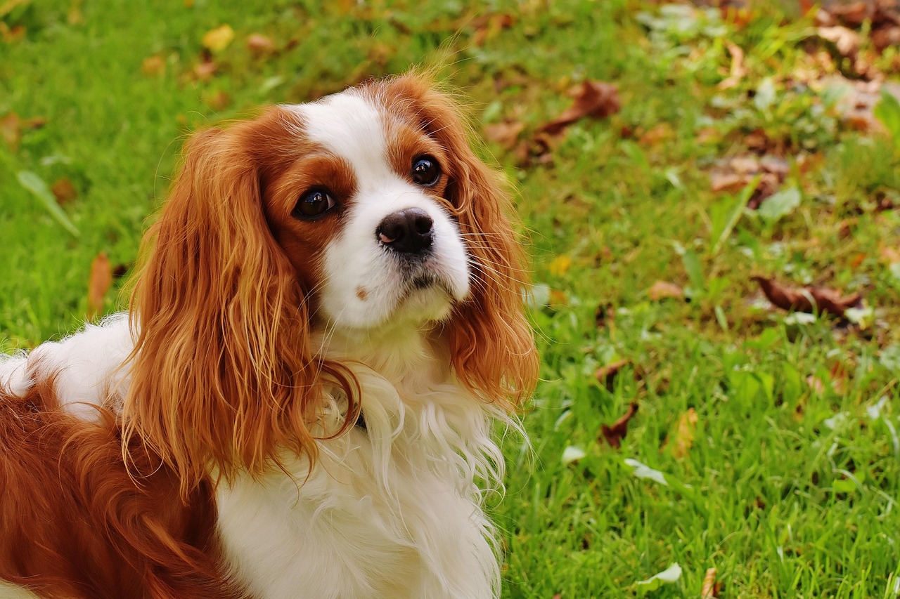 קבליר קינג צ'ארלס ספניאל – Cavalier King Charles Spaniel