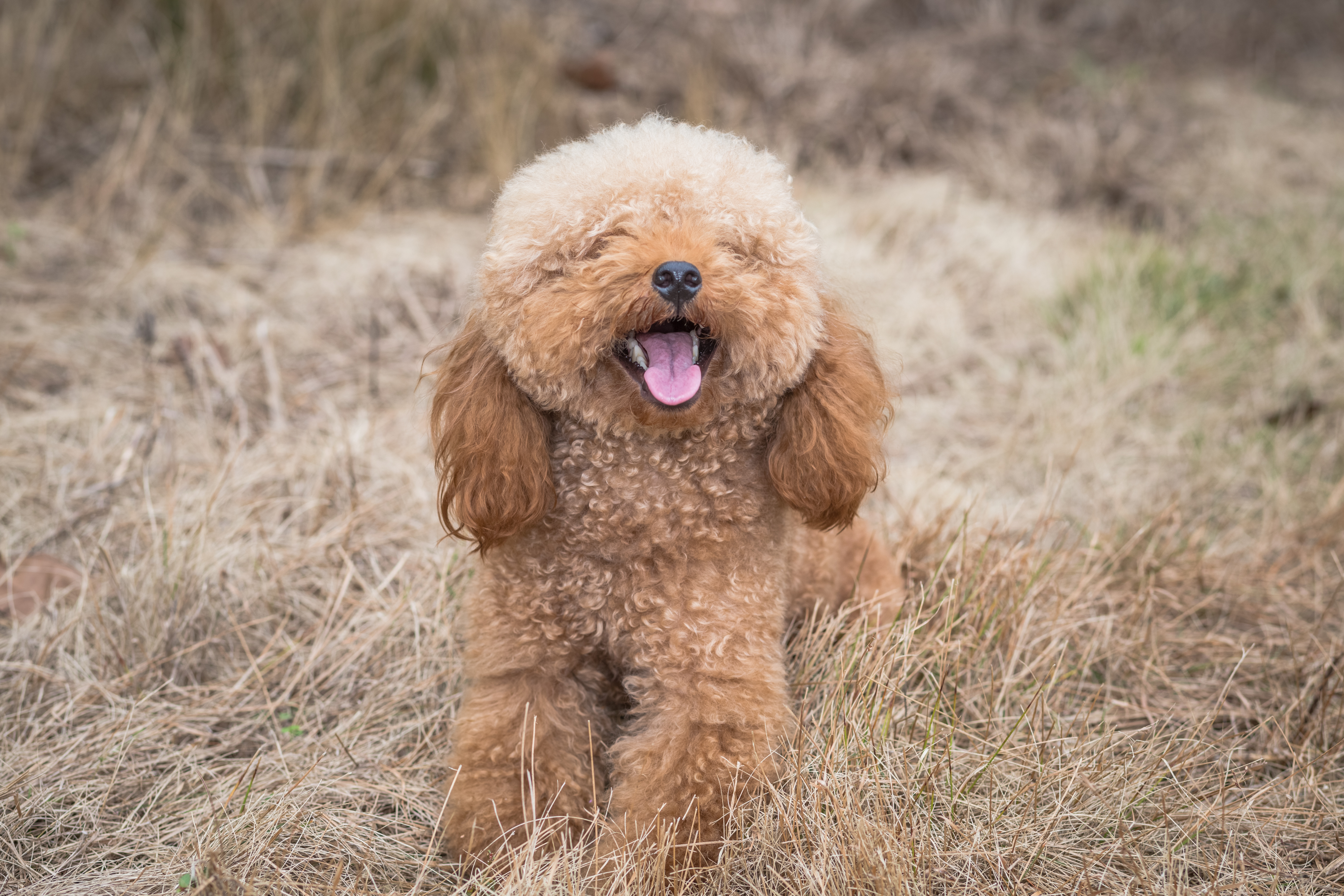 פודל בינוני – Medium Poodle