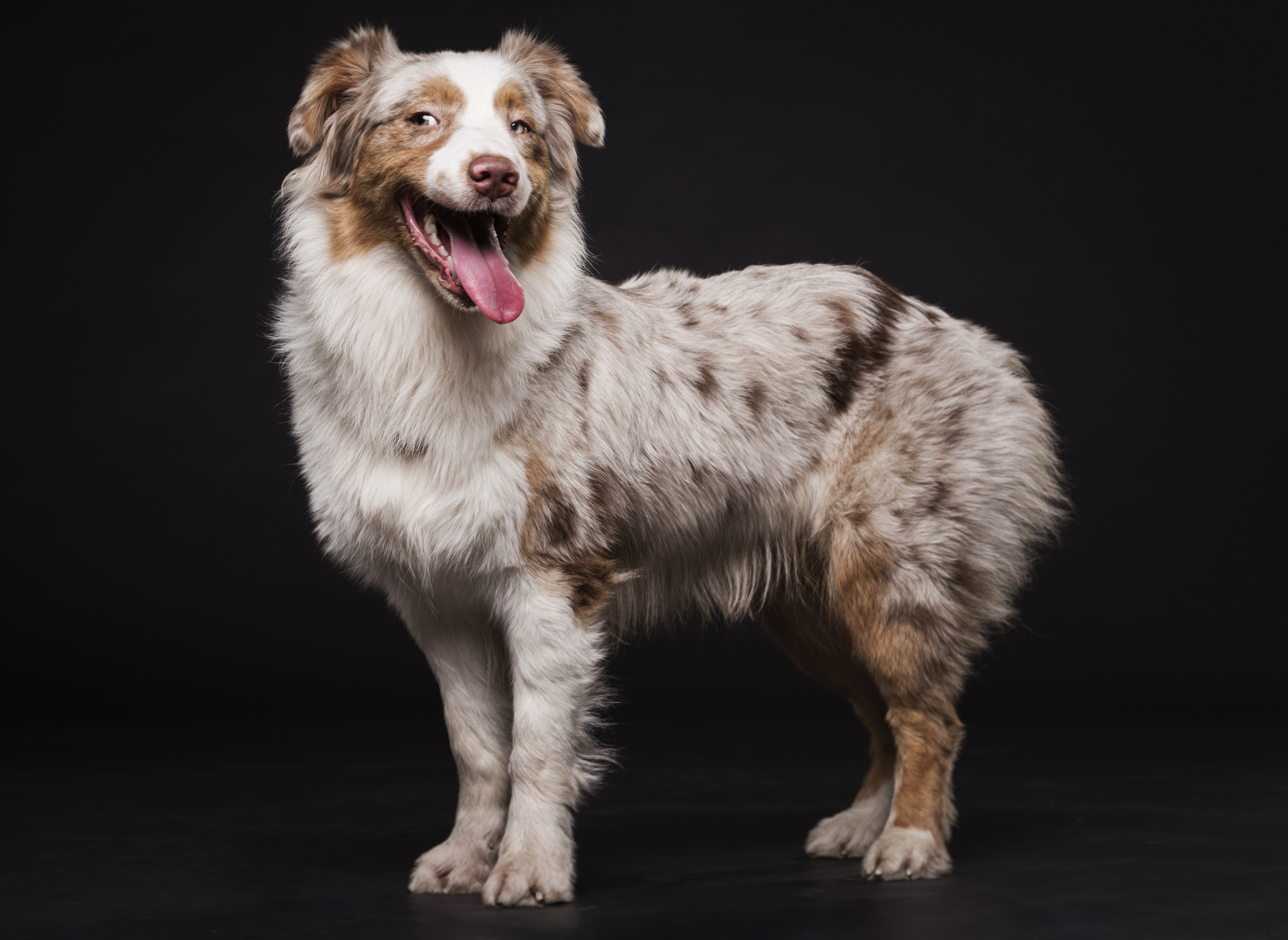 כלב רועים אמריקאי ננסי – Miniature American Shepherd