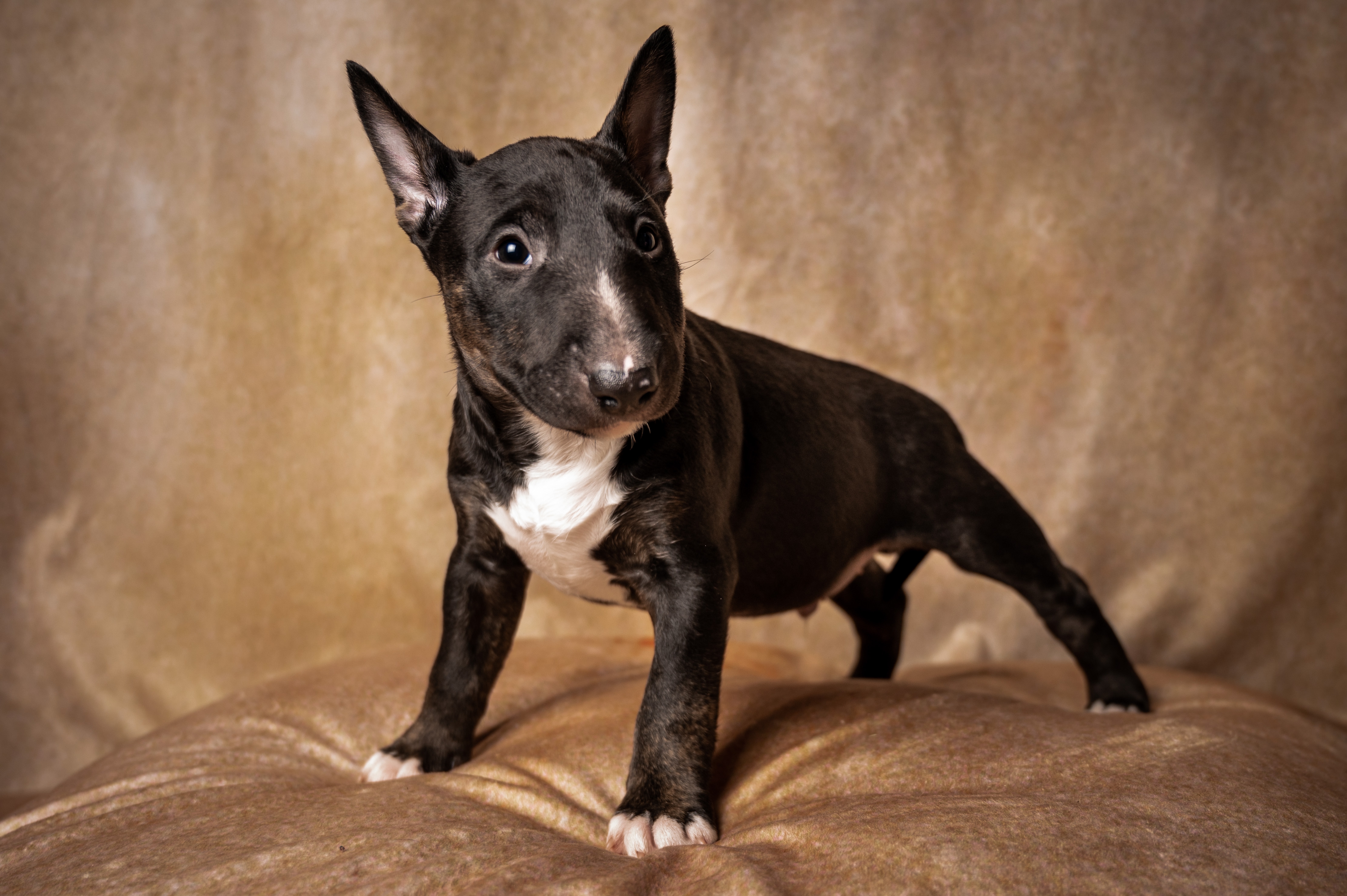 בול טרייר ננסי – Miniature Bull Terrier