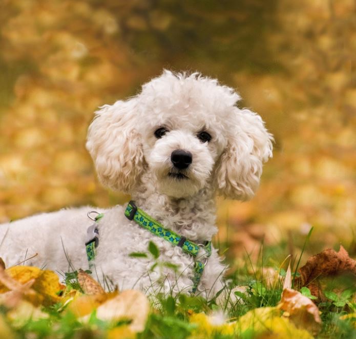פודל ננסי – Miniature Poodle