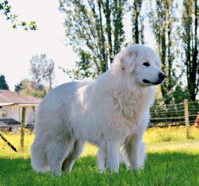 מרמנו – Maremma Sheepdog