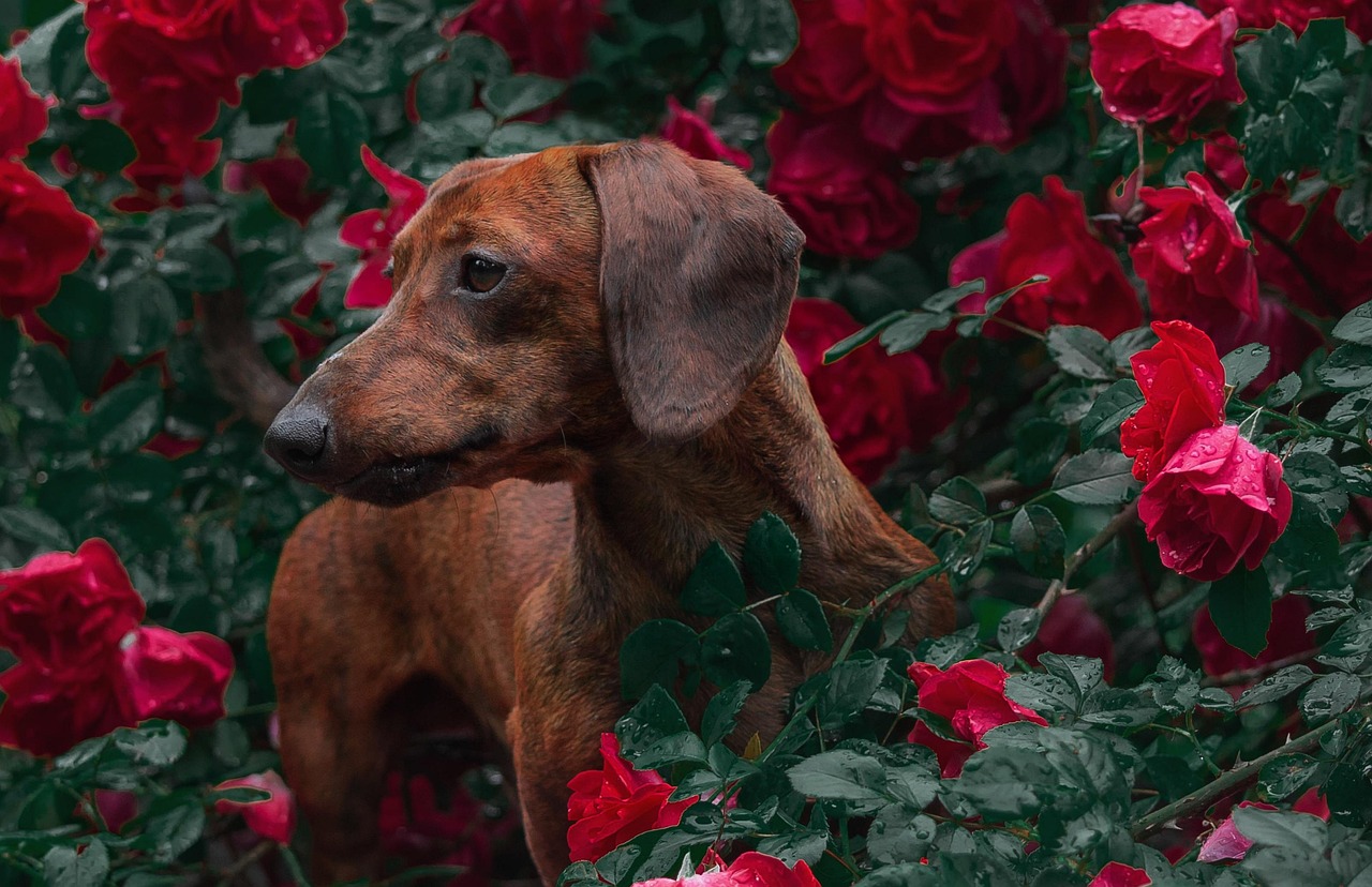 דקל – Dachshund