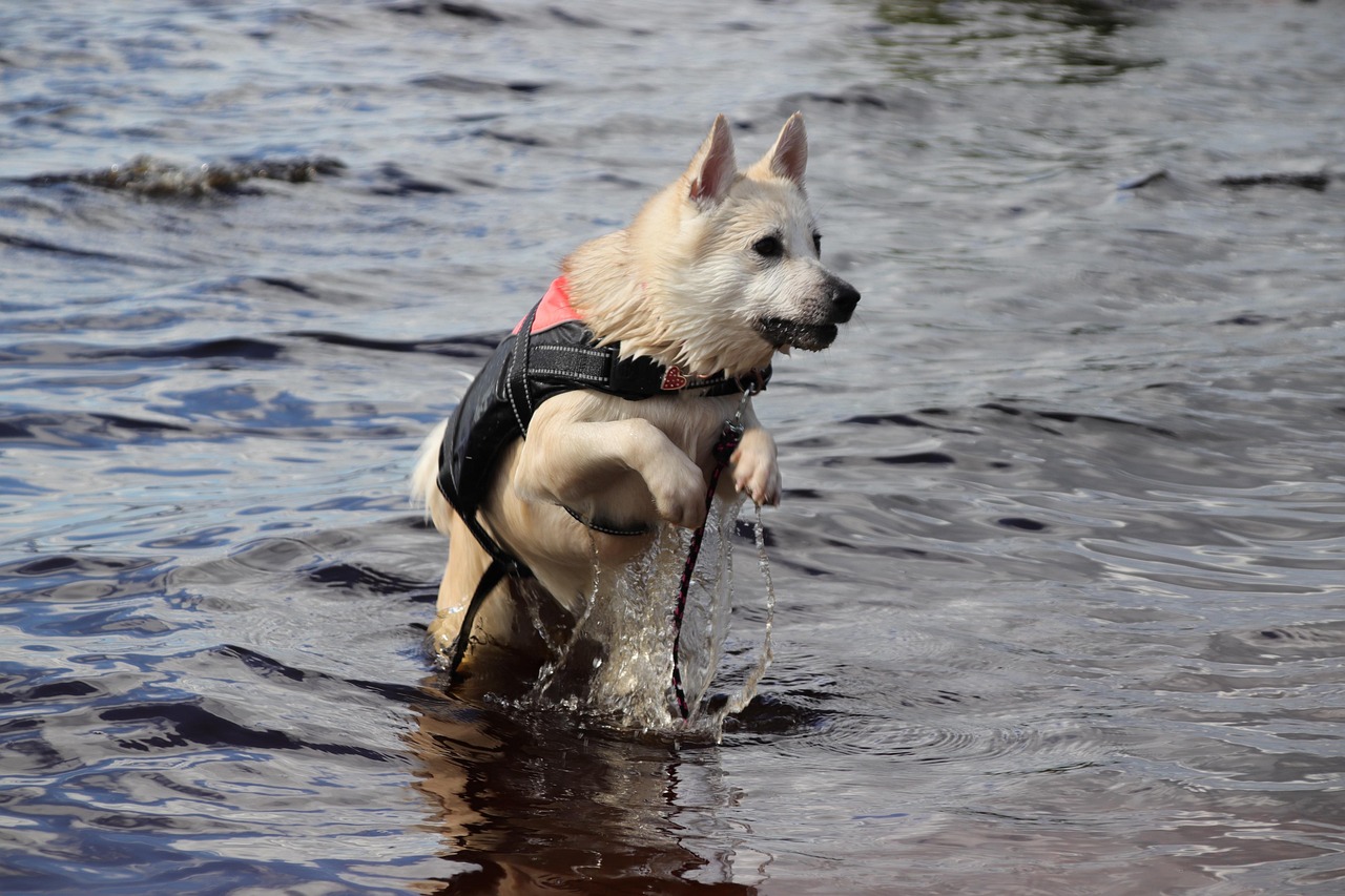 בוהונד נורבגי – Norwegian Buhund