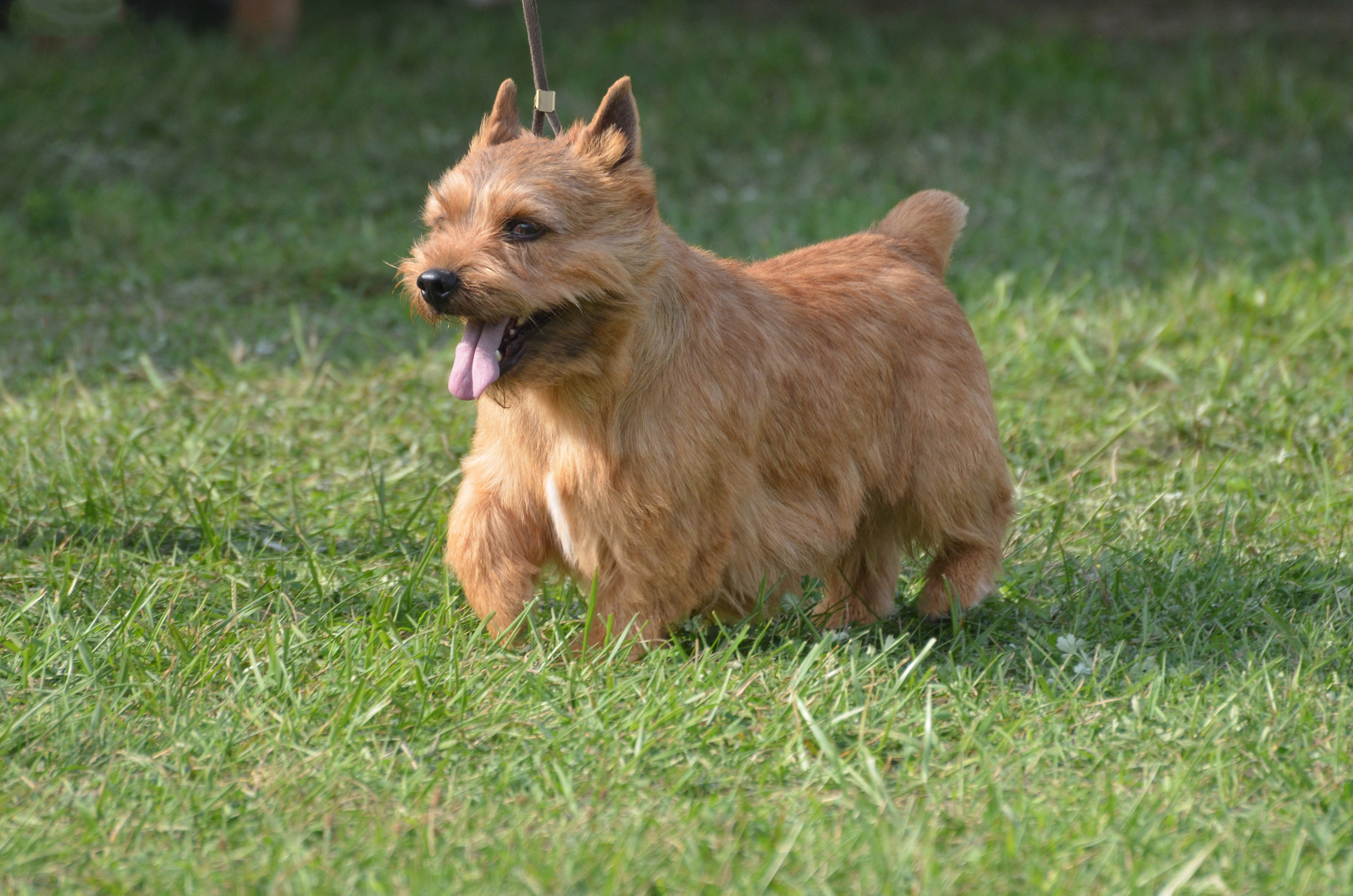 נורוויש טרייר – Norwich Terrier