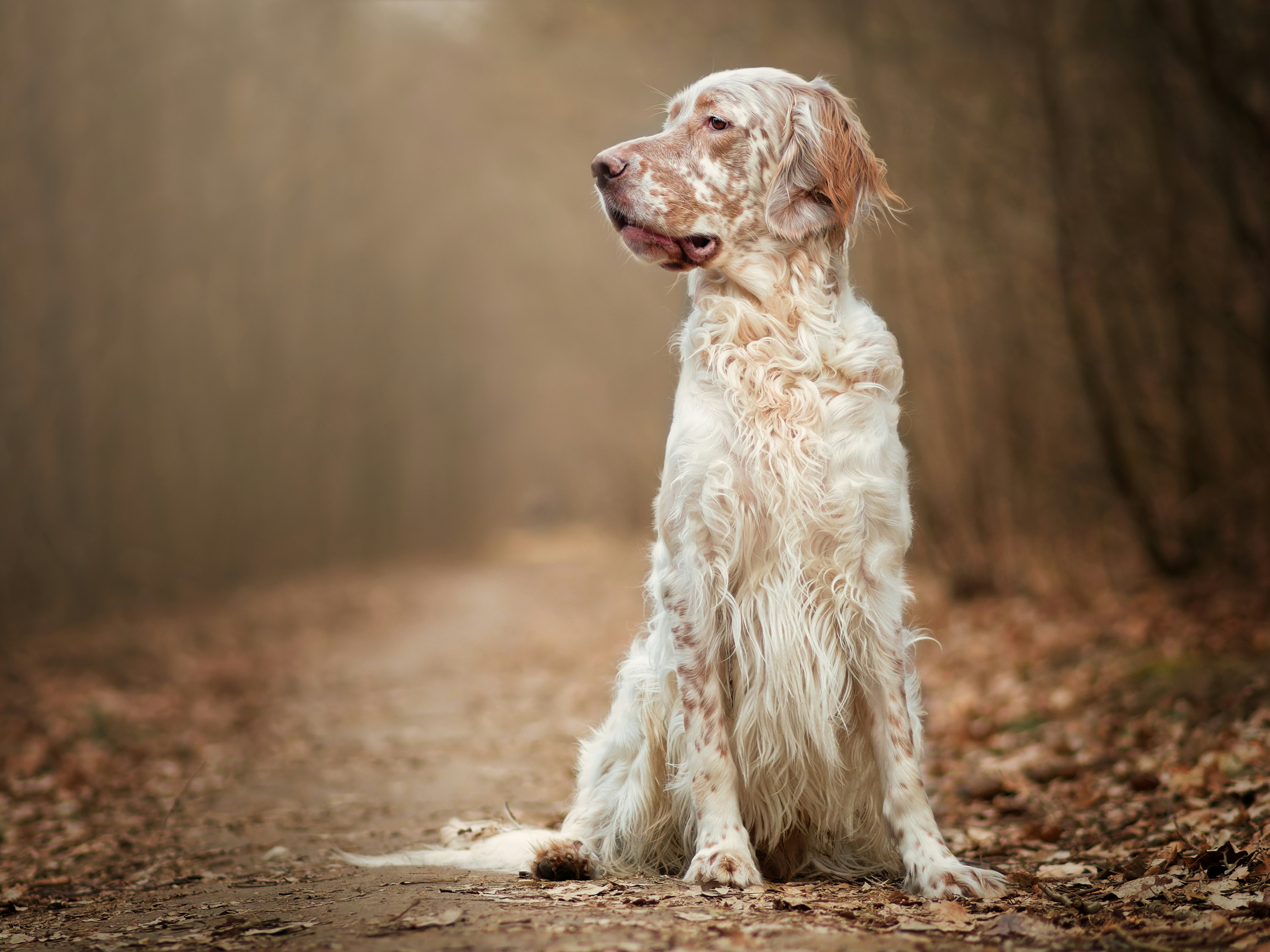 סטר אנגלי – English Setter