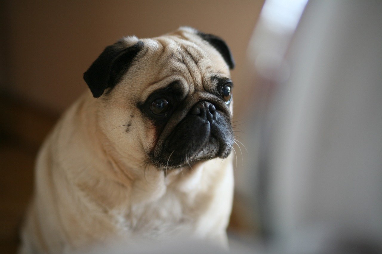 פאג – Pug