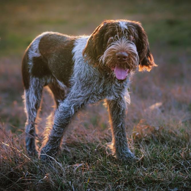 ספינונה איטלקי – Italian Spinone