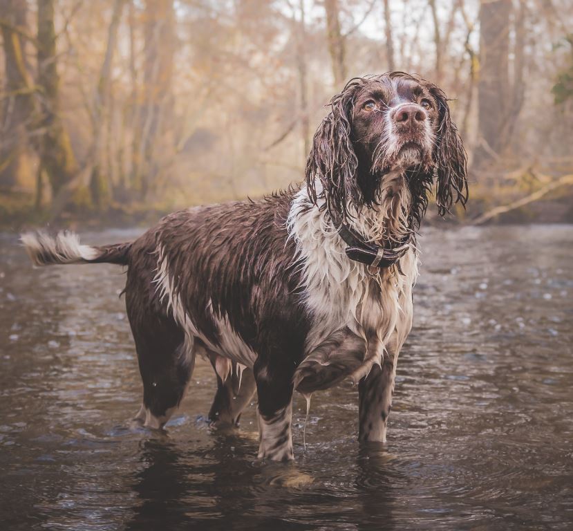 ספניאל פונט-אודמר – Pont-Audemer Spaniel