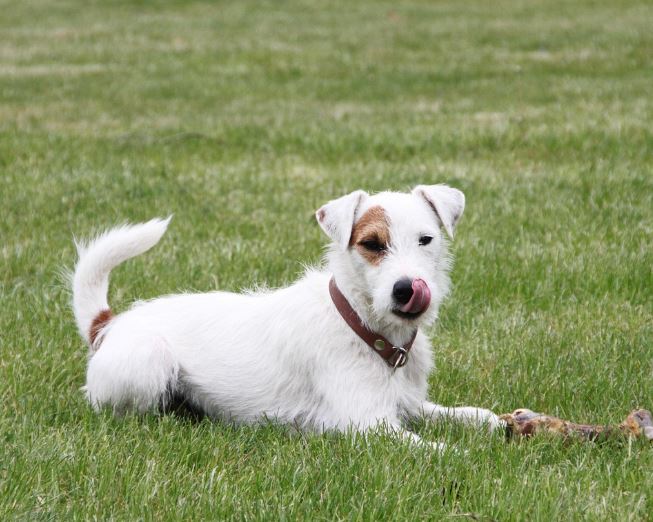 פרסון ראסל טרייר – Parson Russell Terrier