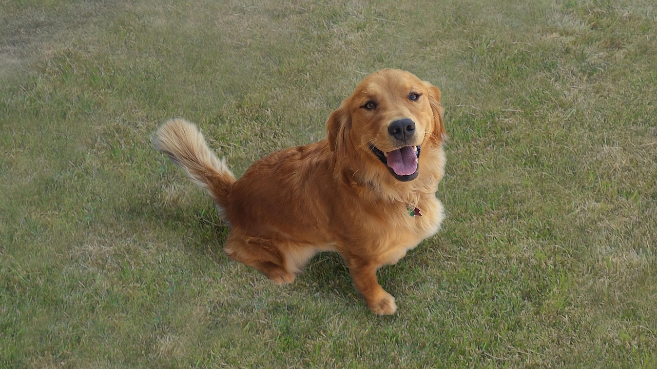 גולדן רטריבר – Golden Retriever