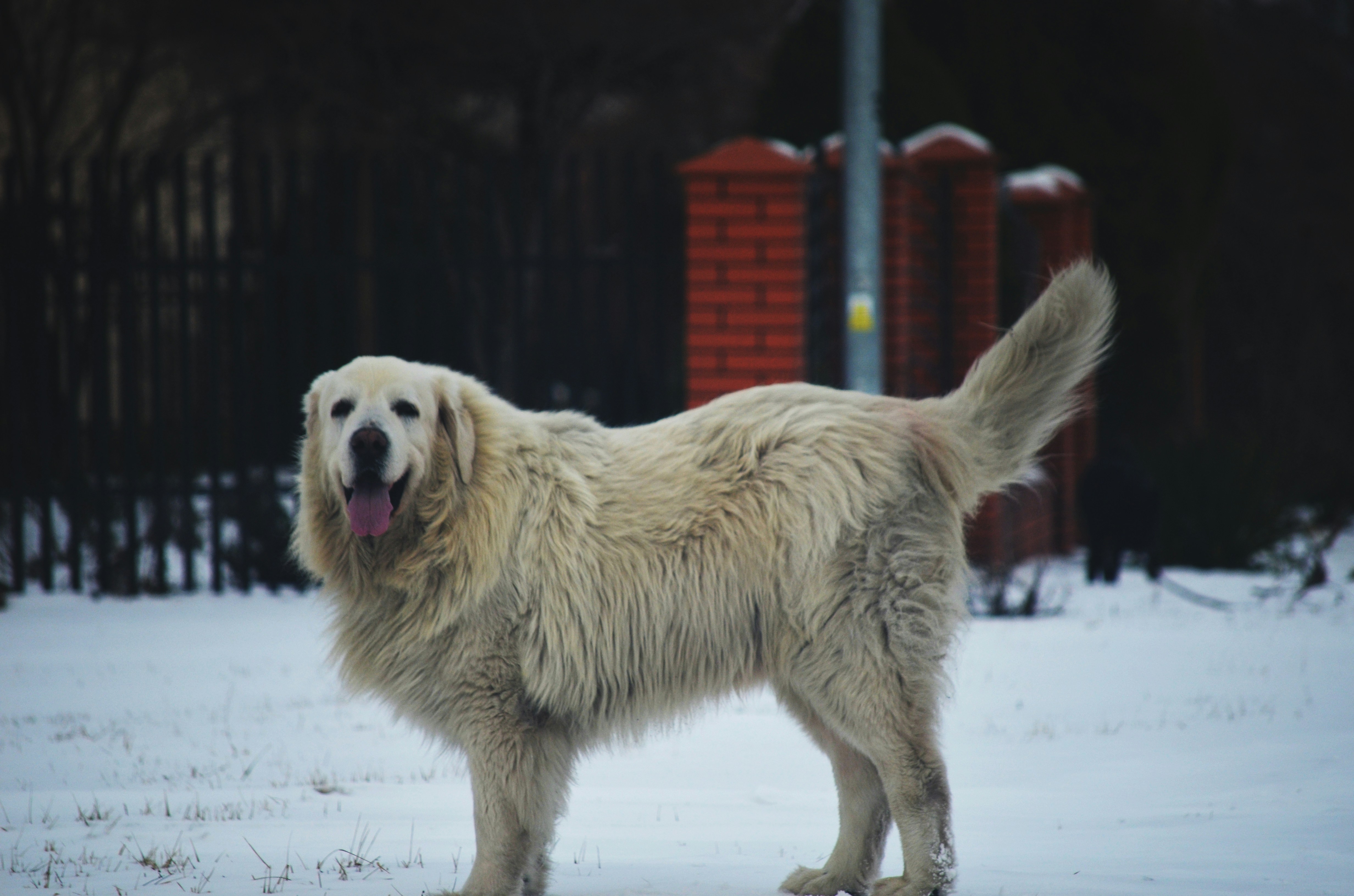כלב רועים טטרה פולני – Polish Tatra Shepherd