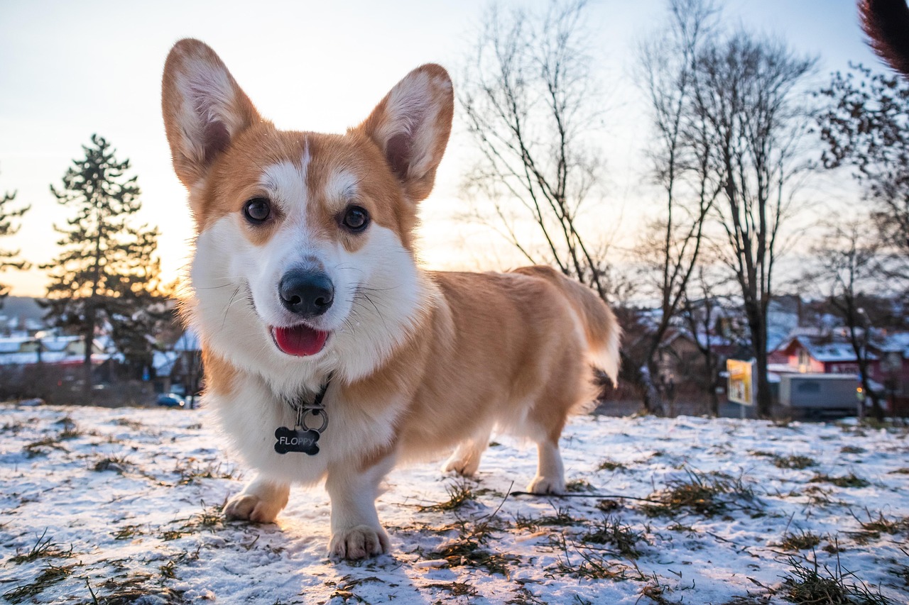 וולש קורגי פמברוק – Pembroke Welsh Corgi