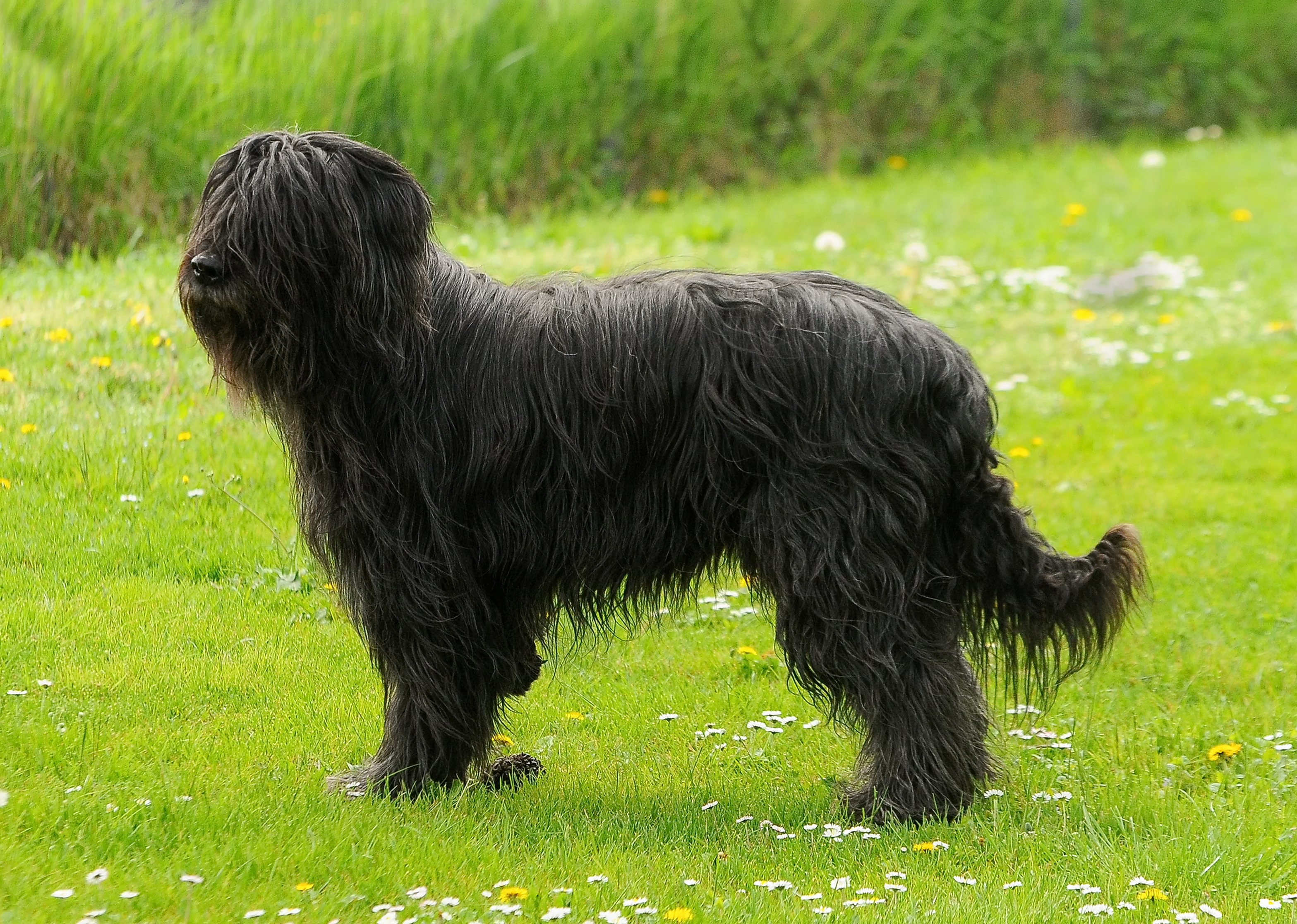 כלב רועים פורטוגזי – Portuguese Sheepdog