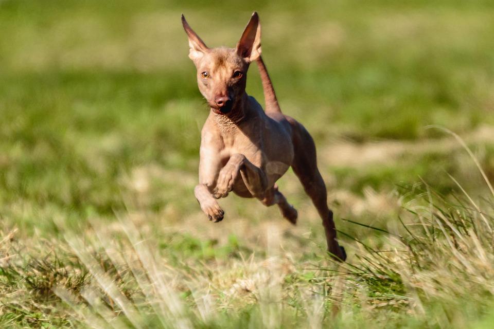 כלב פרואני חסר שיער – Peruvian Hairless Dog