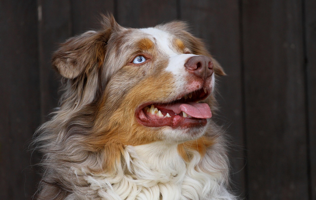 כלב רועים אוסטרלי – Australian Shepherd