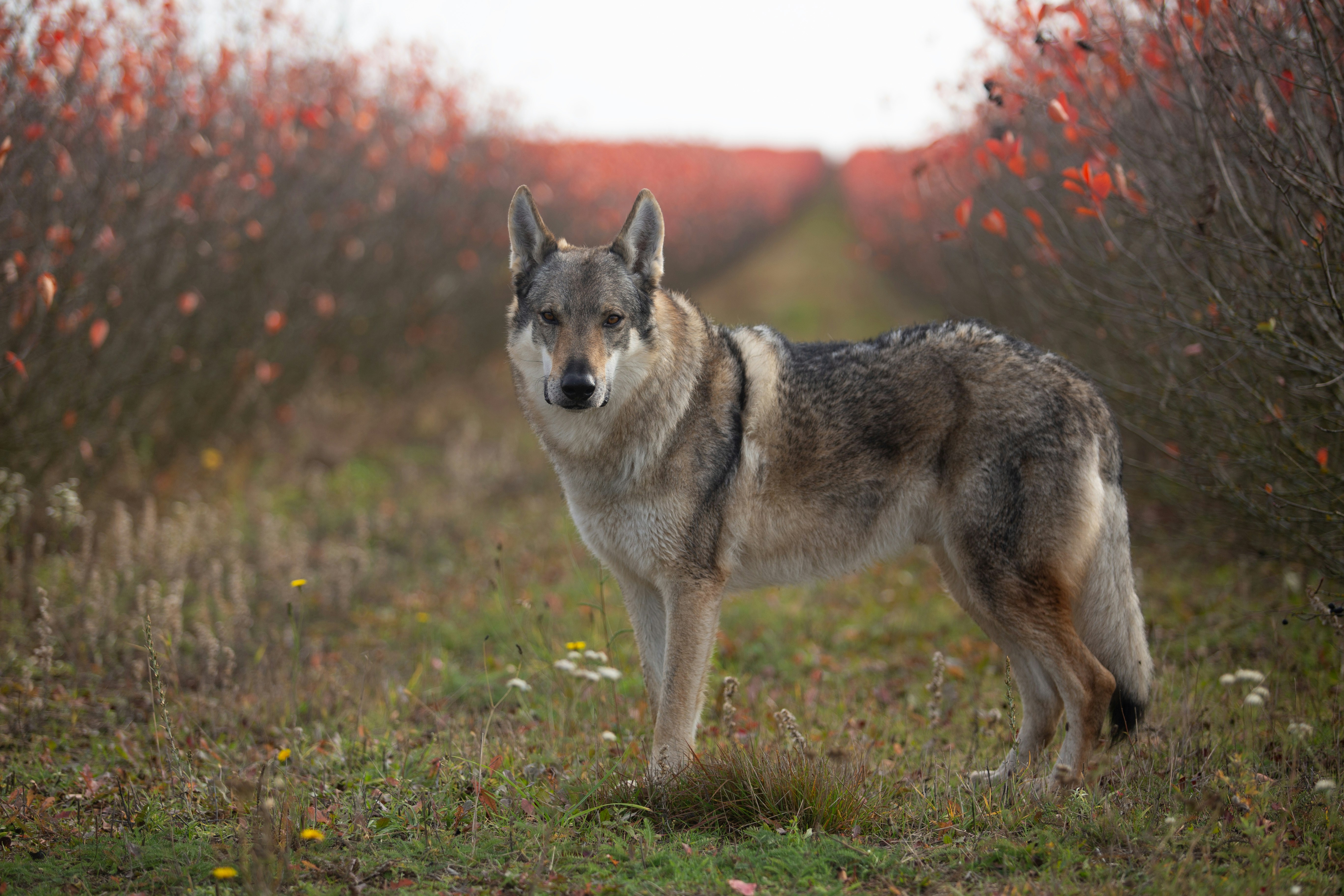 כלב זאב צ'כסלובקי – Czechoslovakian Wolfdog