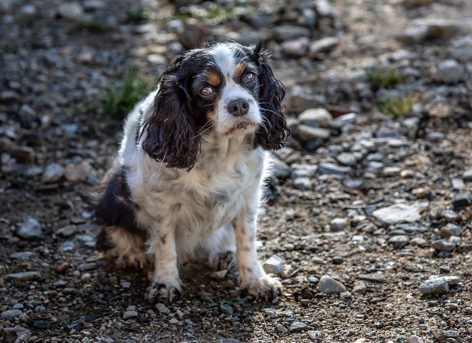 קינג צ'ארלס ספניאל – King Charles Spaniel