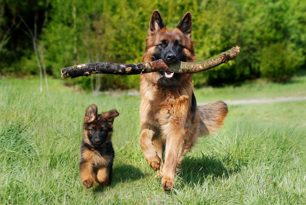 קינג שפרד – King Shepherd