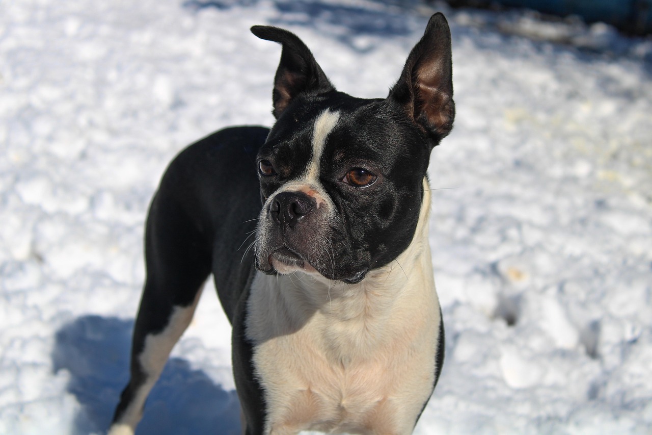 בוסטון טרייר – Boston Terrier