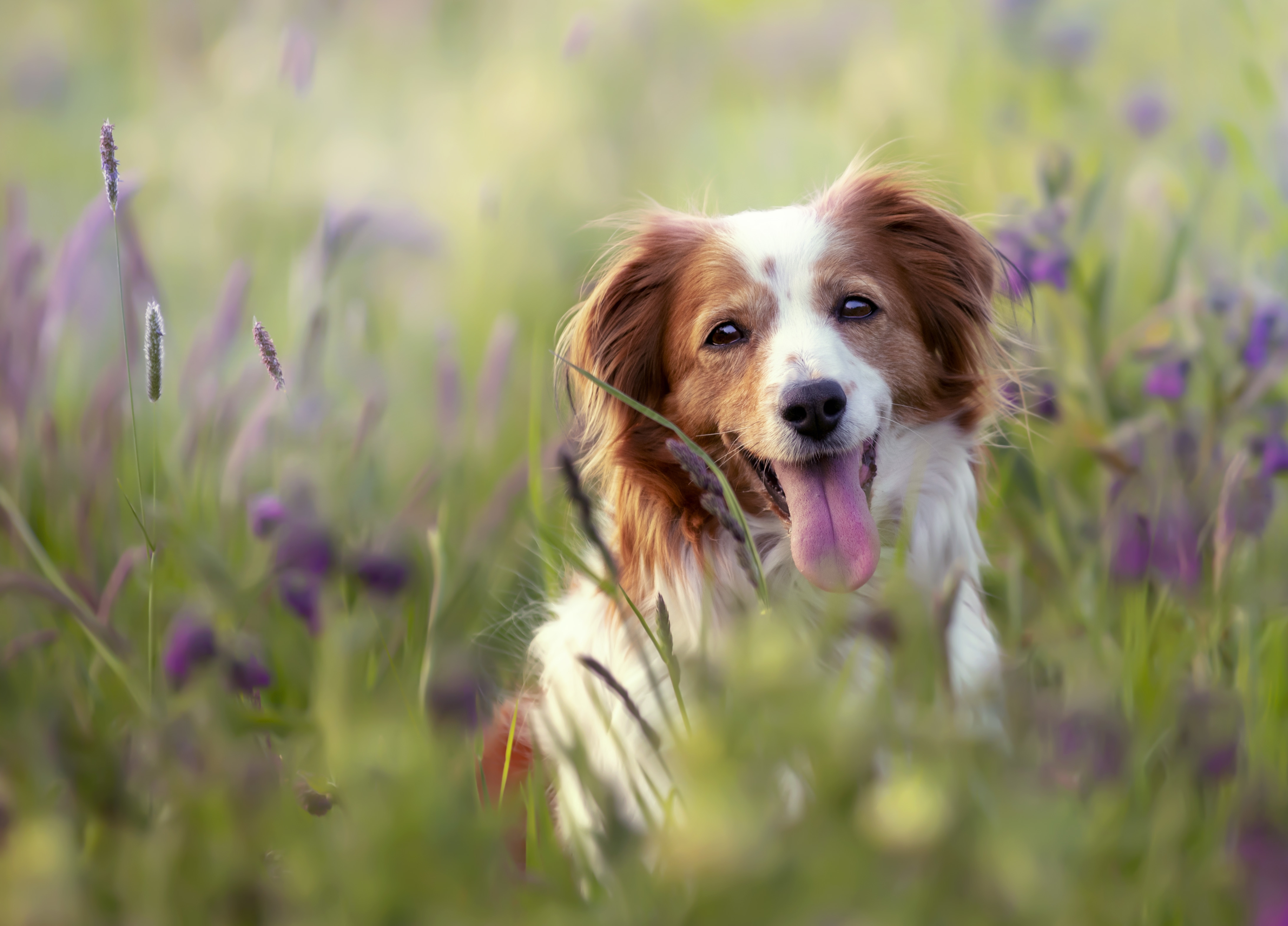קויקרהאונד – Kooikerhondje