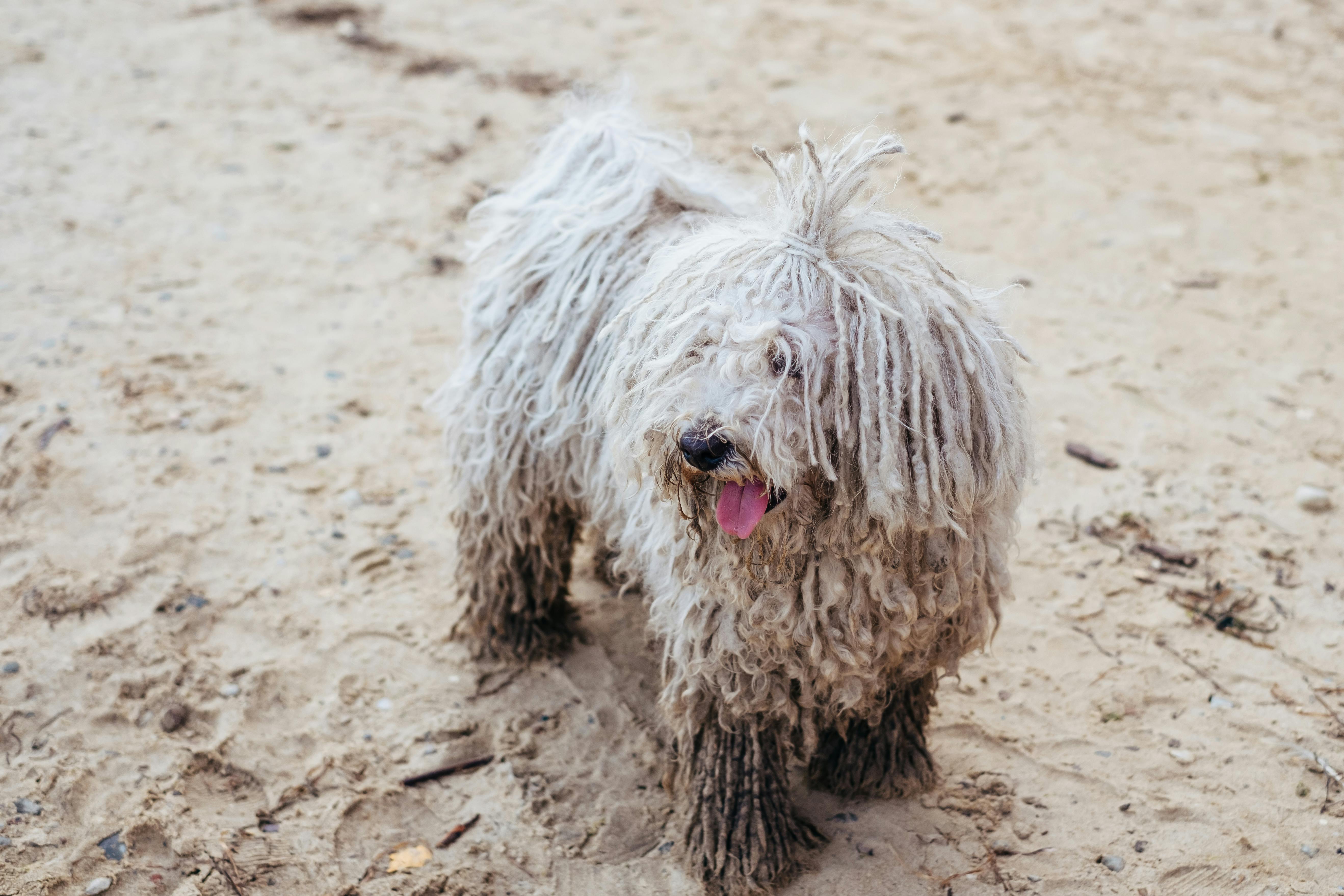 קומונדור – Komondor