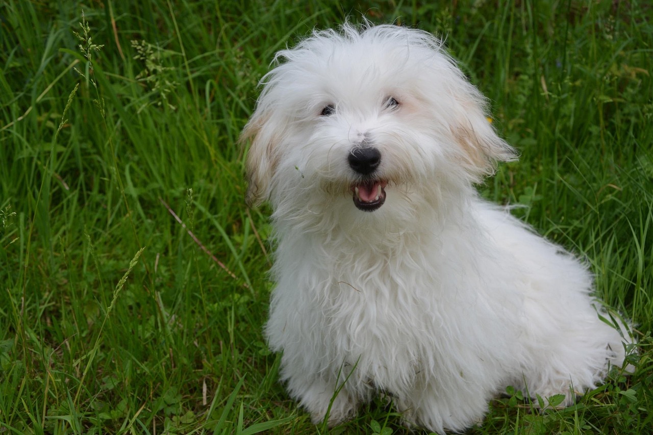 קוטון דה טוליאר – Coton De Tulear