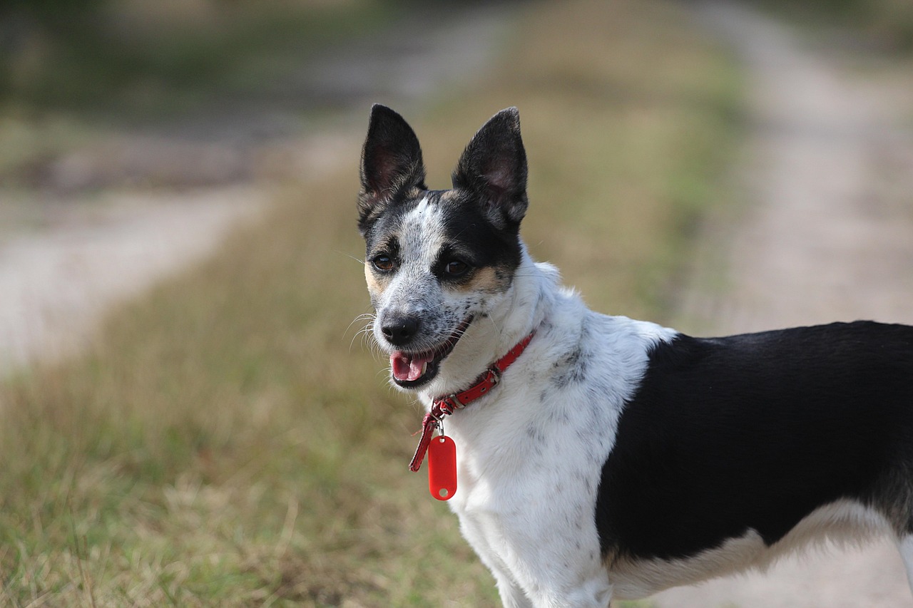 רט-טרייר – Rat Terrier