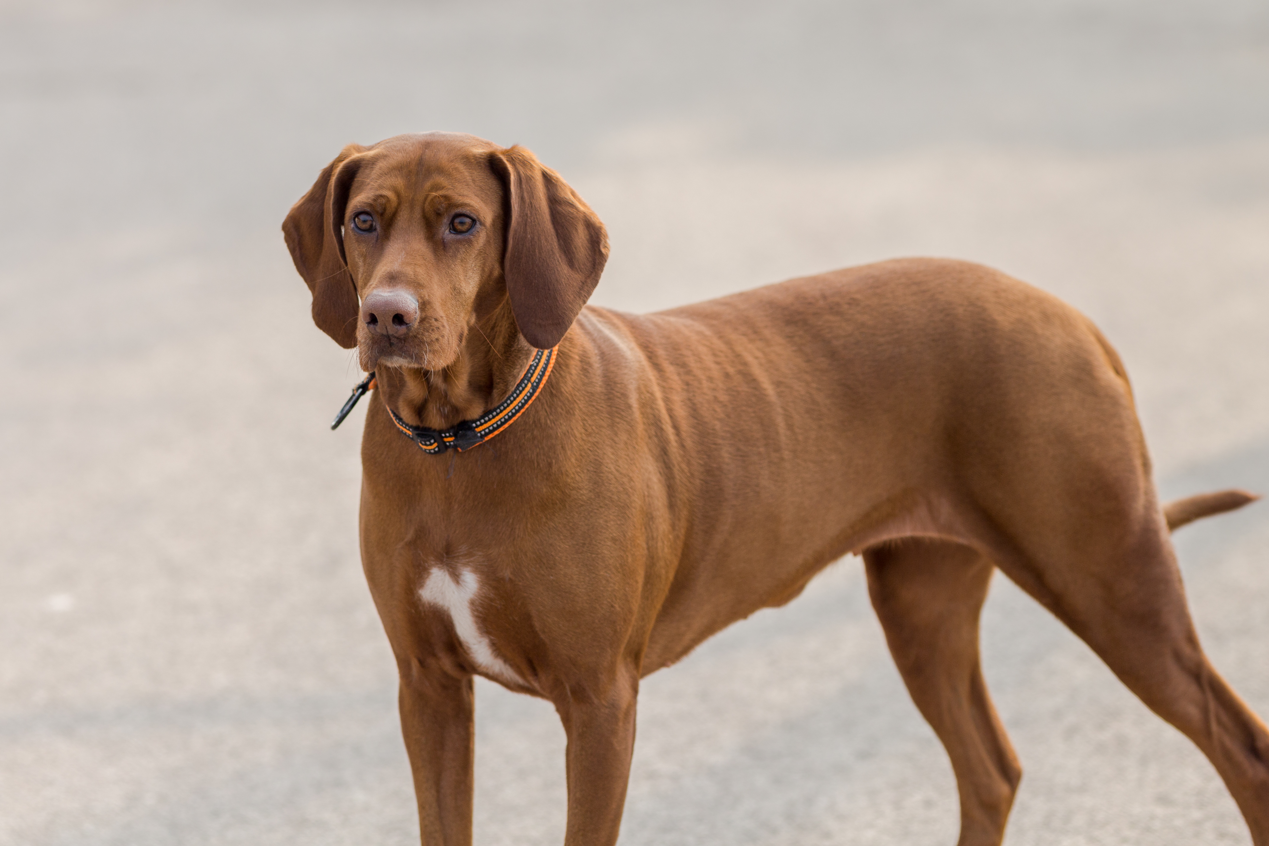 רדבון קונהאונד – Redbone Coonhound